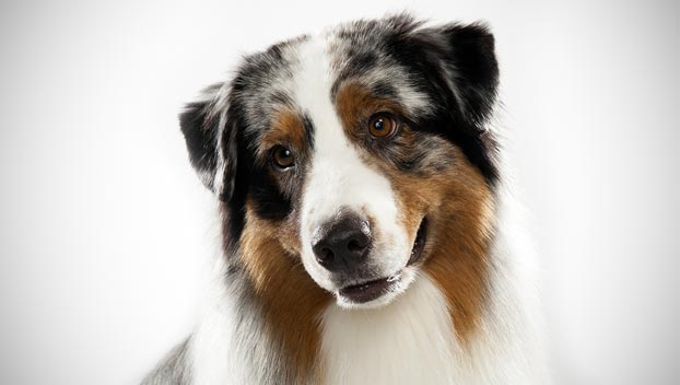 australian-shepherd.jpg