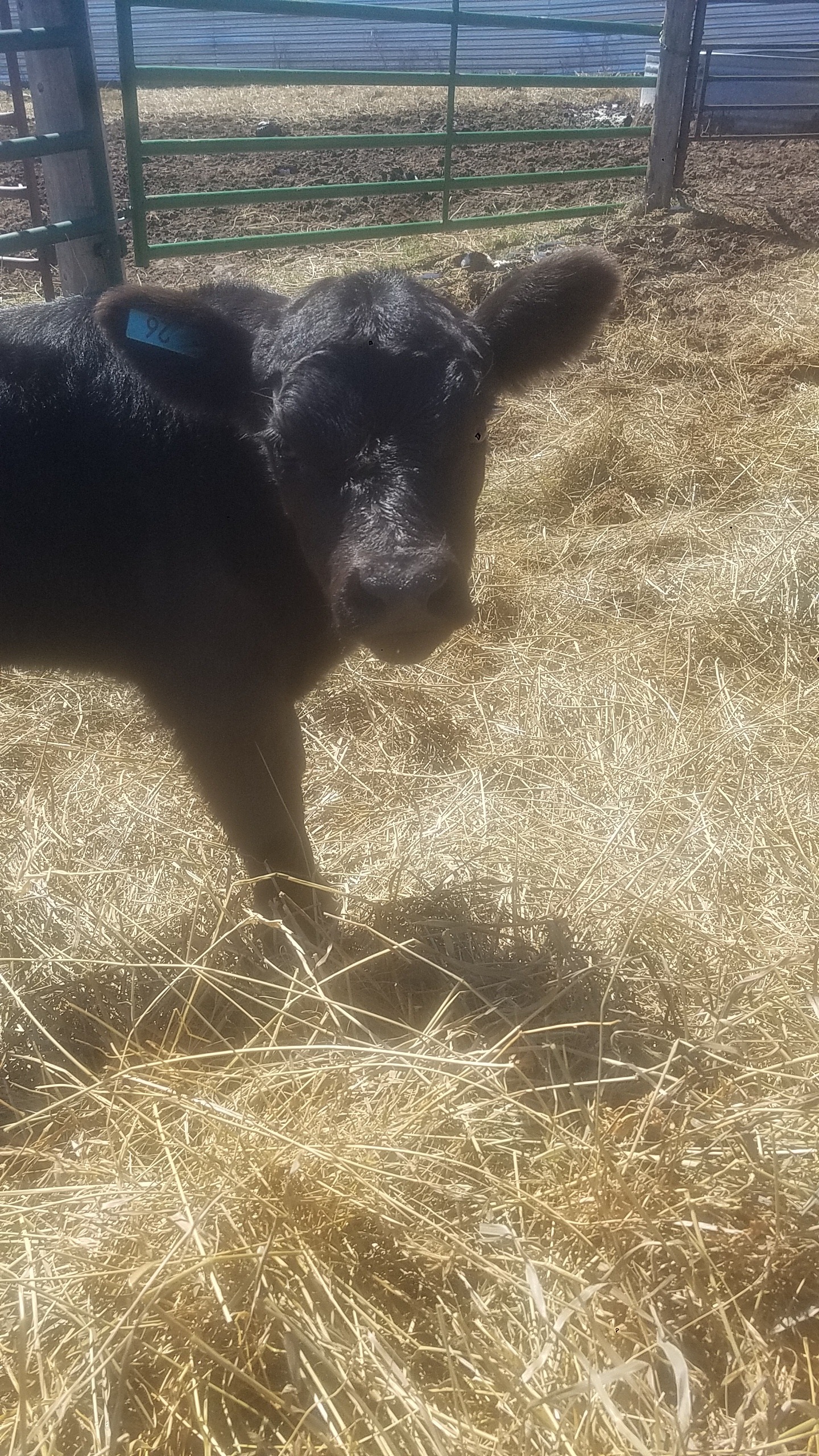 baby calf.jpg