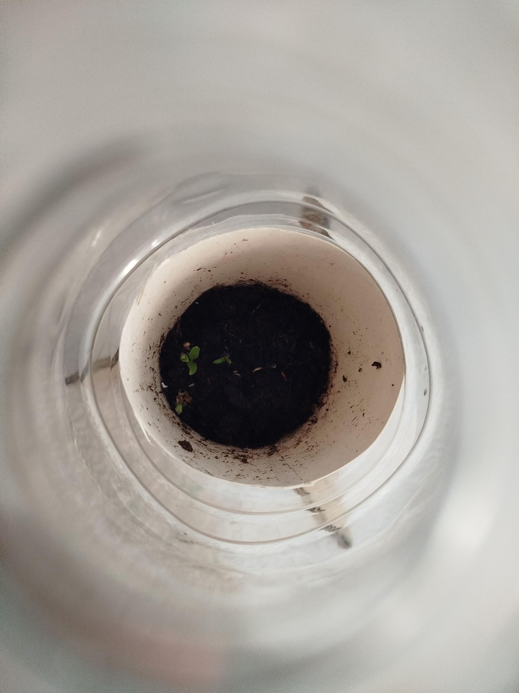 baby plant.jpg
