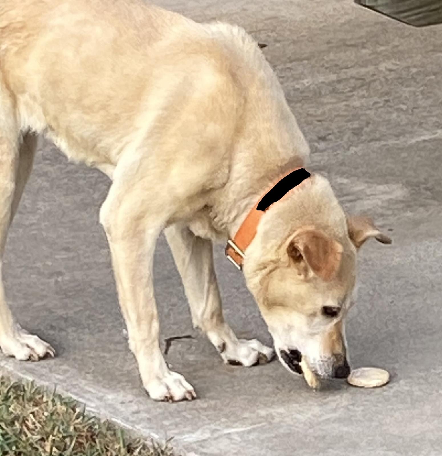 banjo with treat.jpg