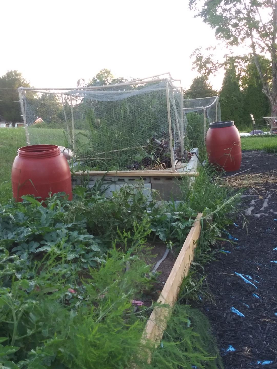 bed veggies growing.jpeg