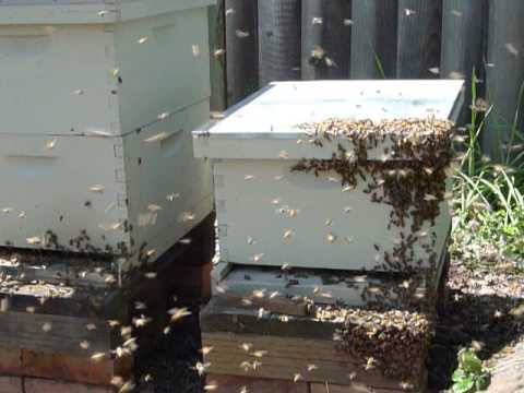 bee swarm 7