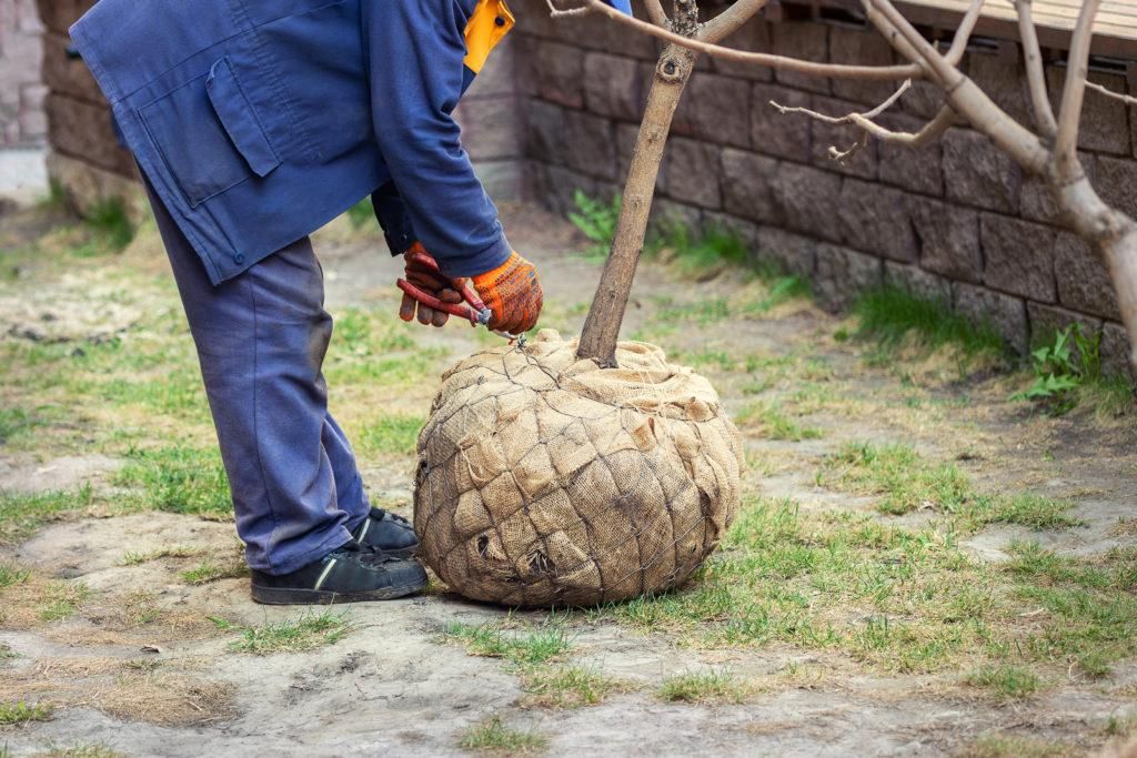 bigstock-Big-Tree-Planting-Or-Transplan-318085375-1024x683.jpg