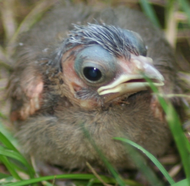 bird baby durham 80505.JPG