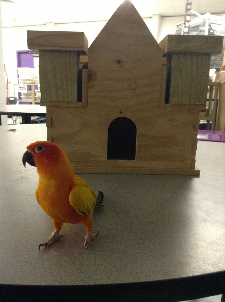 bird with house.jpg