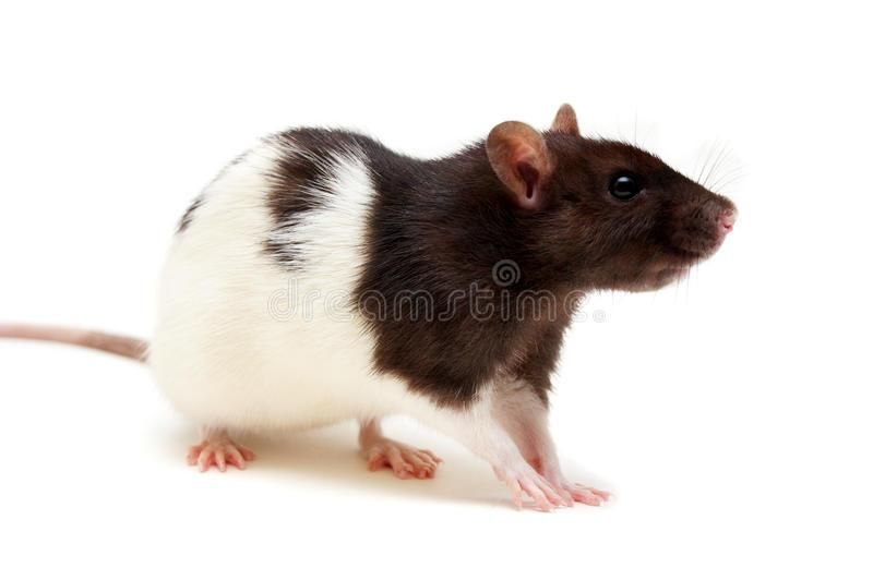black-white-rat-10881904.jpg