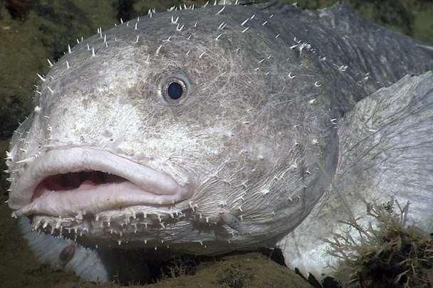 blob-sculpin-psychrolutes_phrictus_06-mbari.jpg