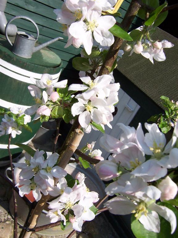 bloemen voorjaar 2007 (1) (Medium).JPG