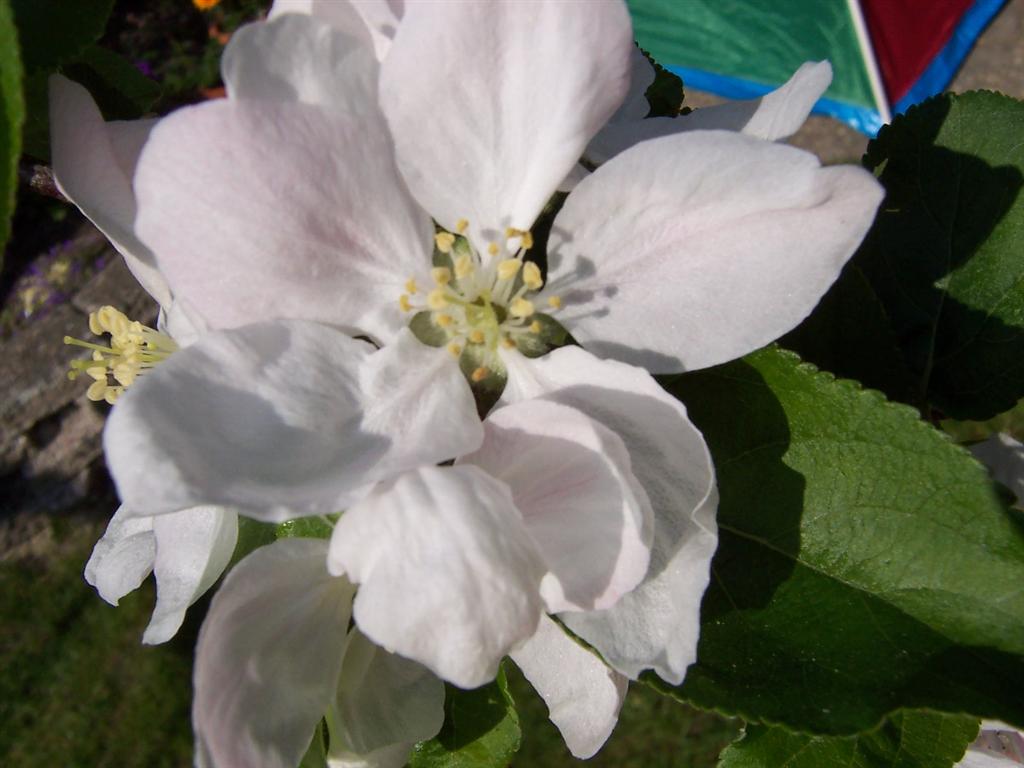 bloemen voorjaar 2007 (2) (Medium).JPG