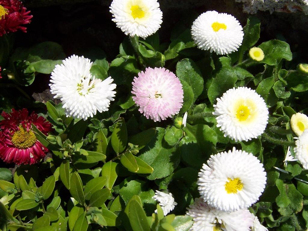 bloemen voorjaar 2007 (3) (Medium).JPG