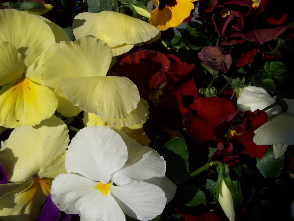 bloemen voorjaar 2007 (5) (Medium).JPG