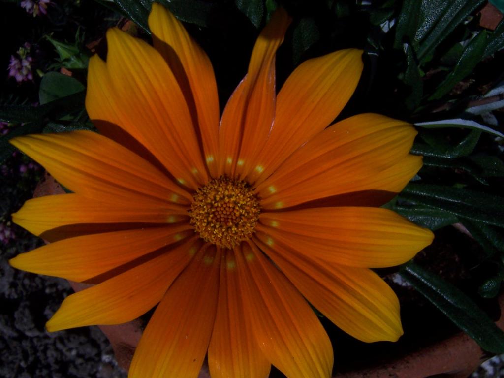bloemen voorjaar 2007 (7) (Medium).JPG