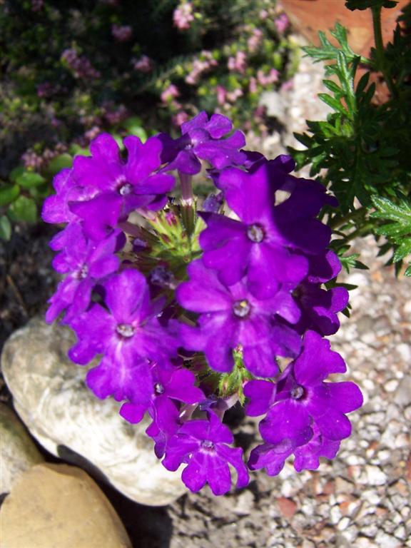 bloemen voorjaar 2007 (8) (Medium).JPG