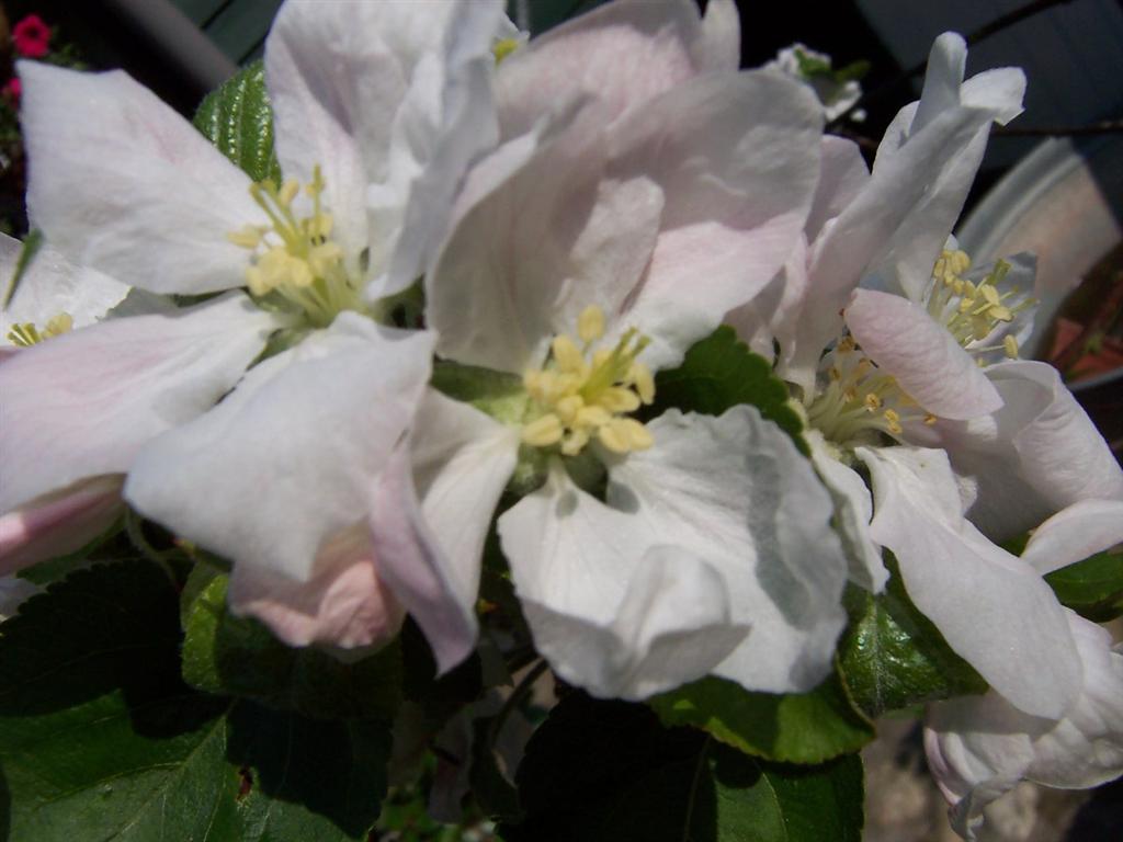 bloemen voorjaar 2007 (Medium).JPG