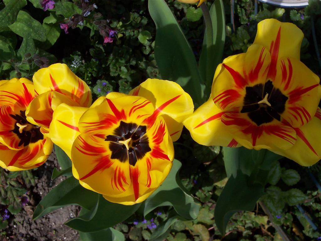 bloemen voorjaar2004 (2) (Medium).JPG
