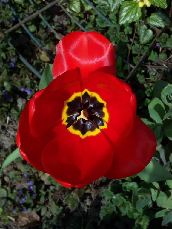 bloemen voorjaar2004 (3) (Medium).JPG