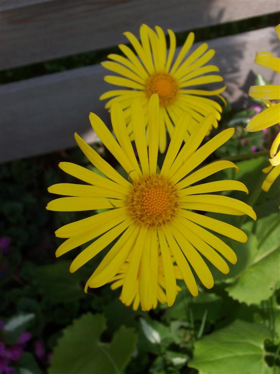 bloemen voorjaar2004 (4) (Medium).JPG