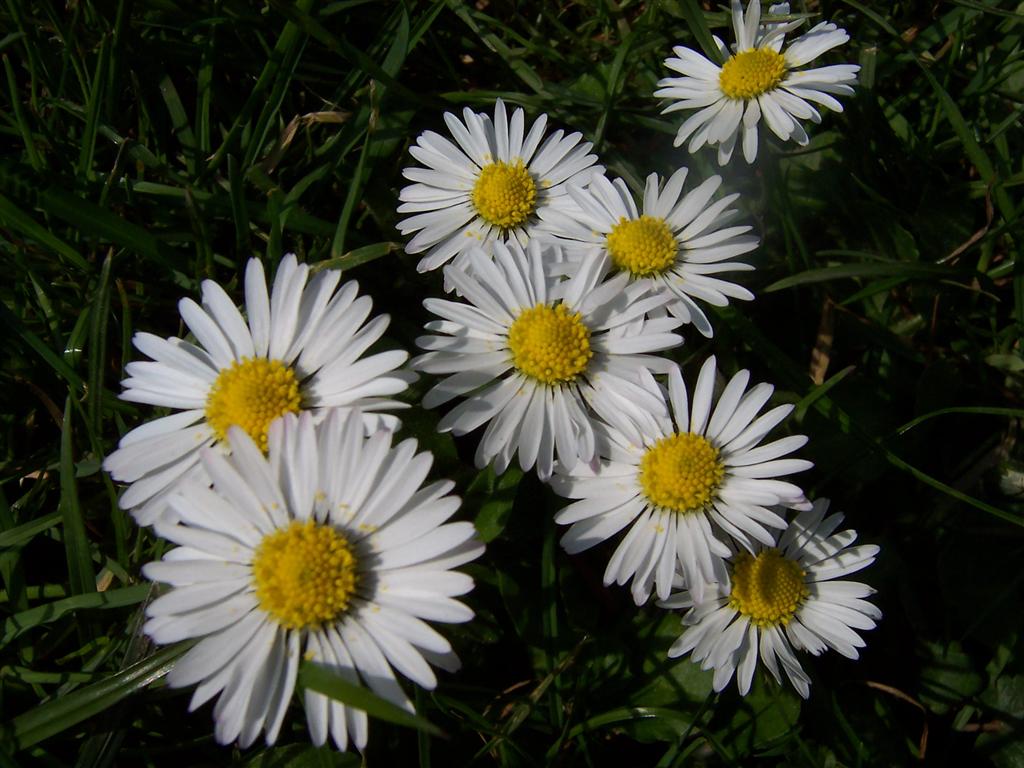 bloemen voorjaar2004 (6) (Medium).JPG