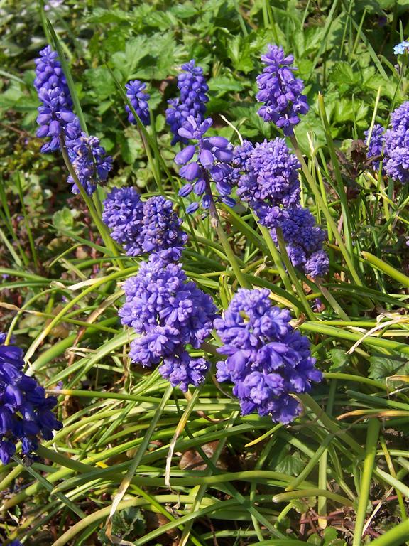 bloemen voorjaar2004 (Medium).JPG