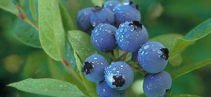 blueberry_dew-Hansen-800.jpg