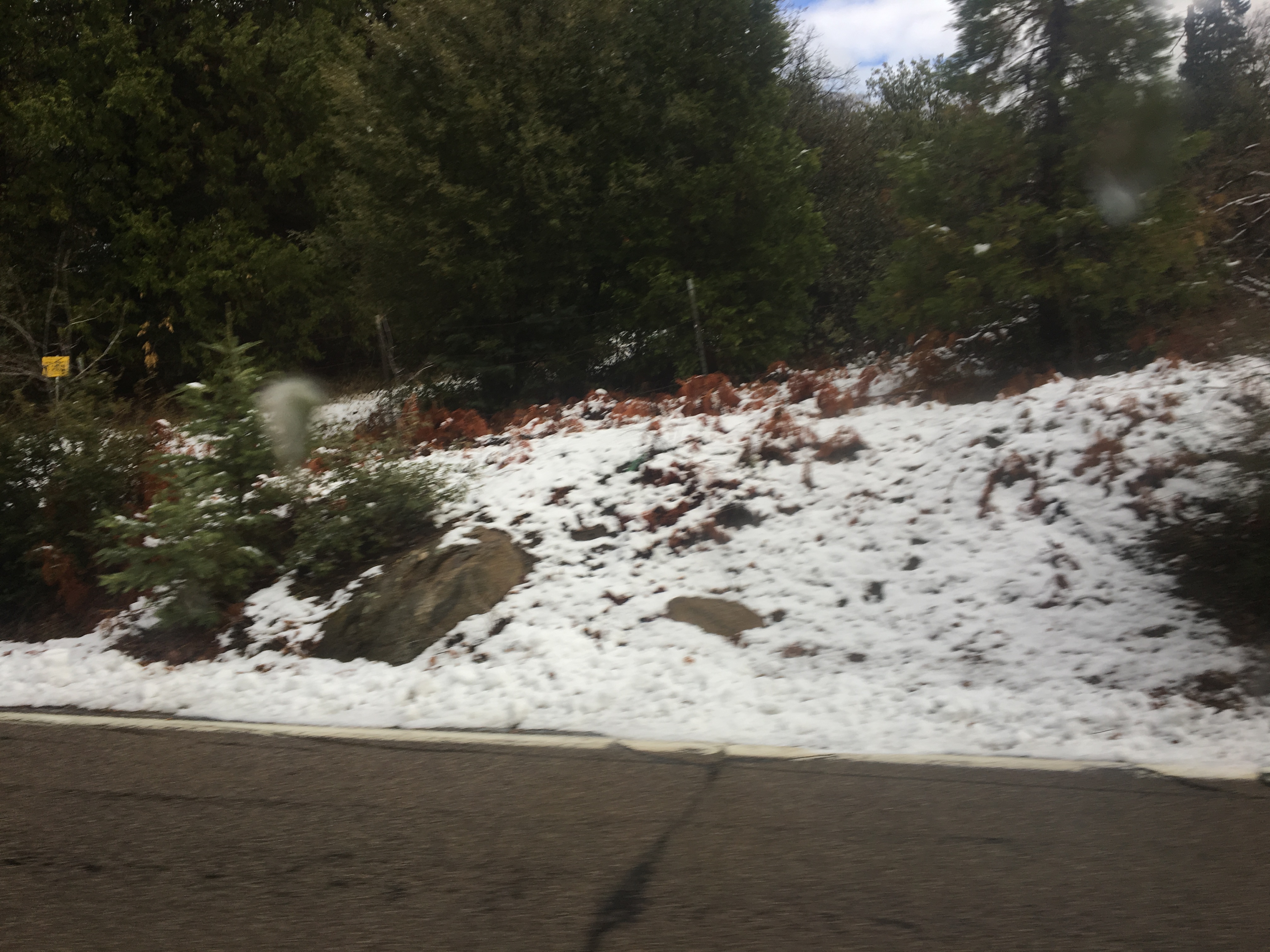 blurry bushes and snow.JPG