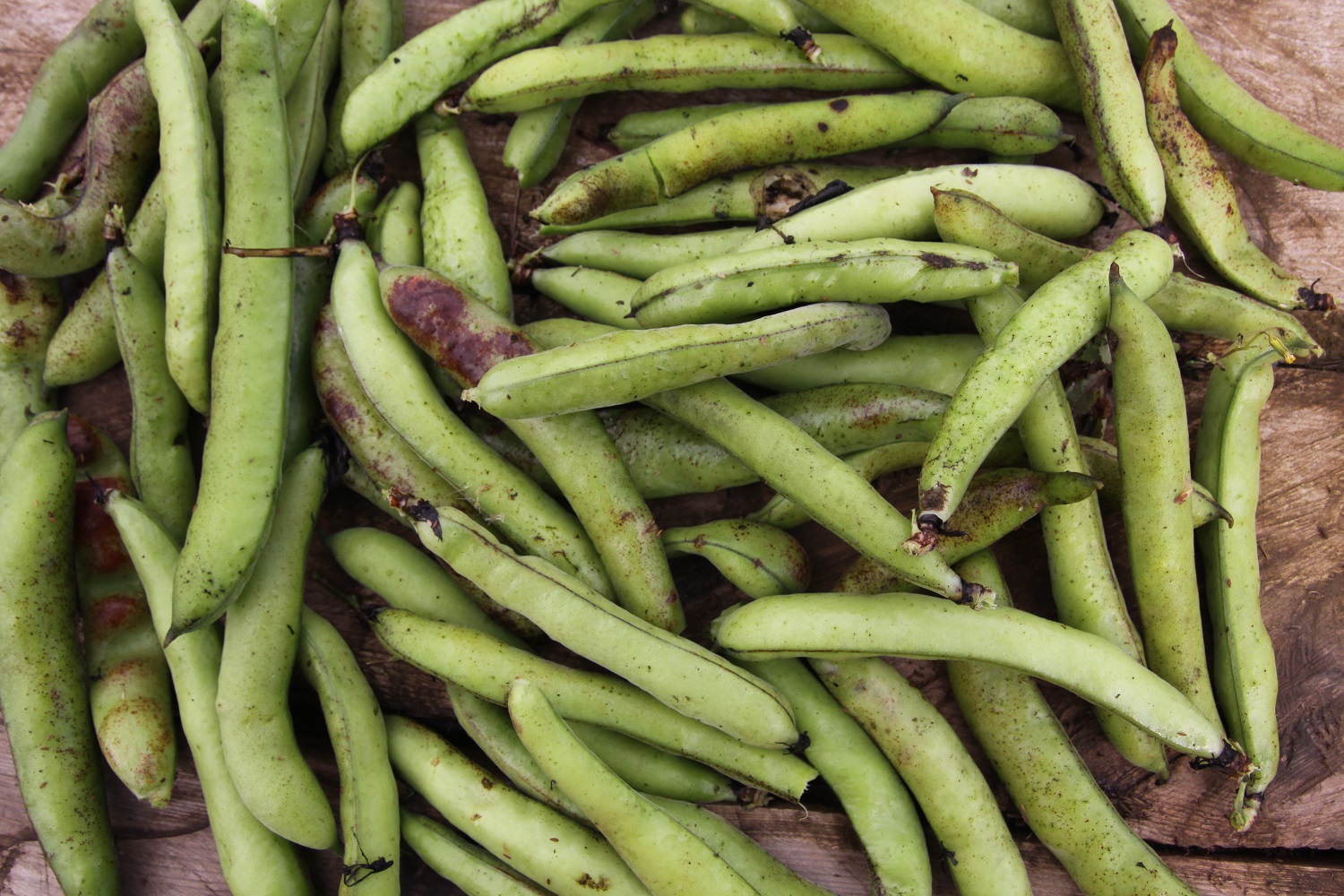 broad beans.jpg