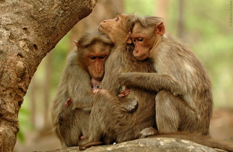 brt_monkeys_hugging_235.jpg