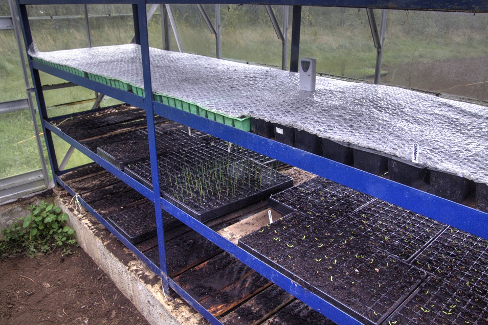 bubblewrap on sweetcorn.jpg