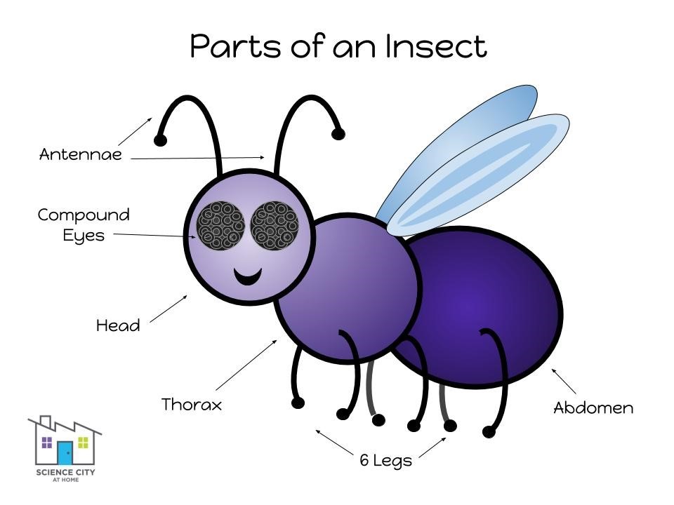 bug2.jpg
