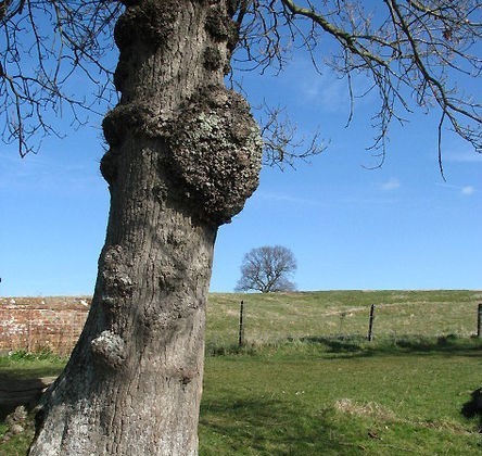 burl (3).jpg