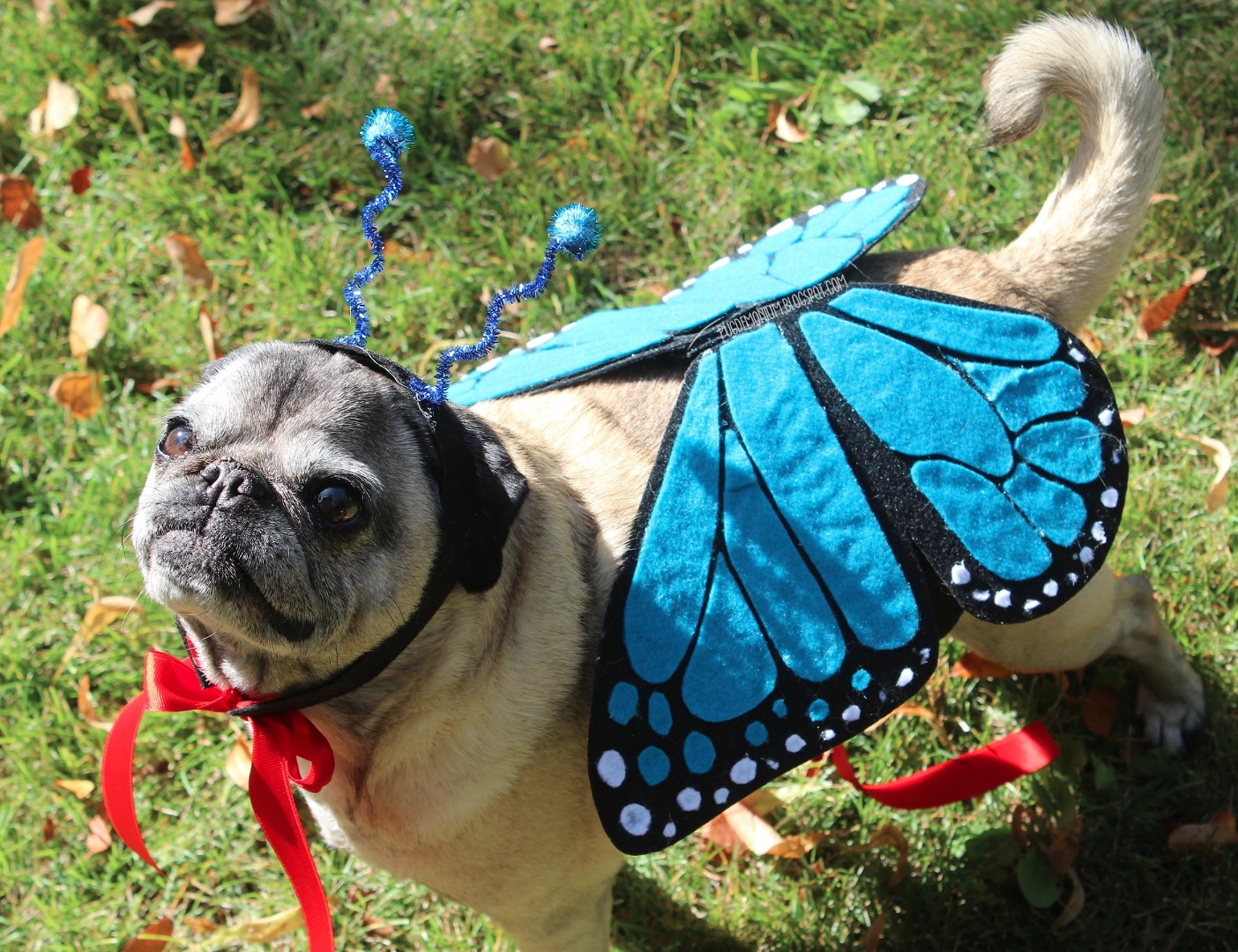 butterflypug.jpg