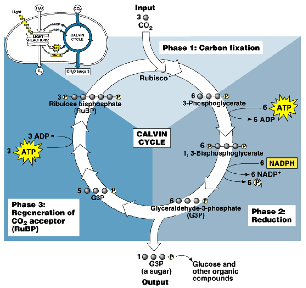 calvin cycle.png