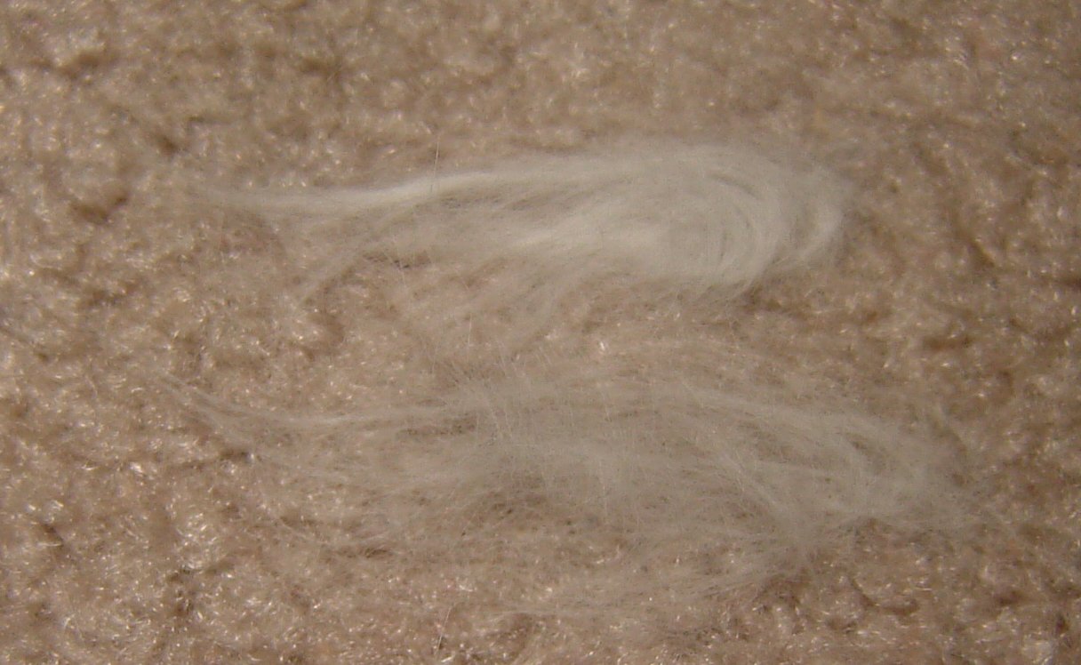 carpetfur.jpg
