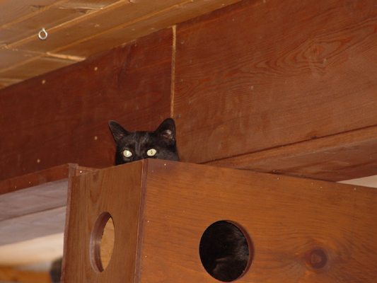 cat in box 017.jpg