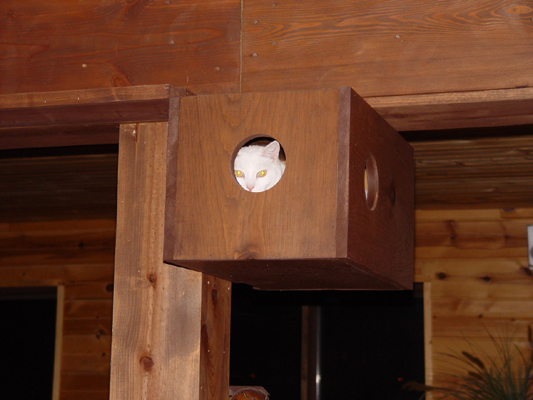 cat in box 2 003.jpg
