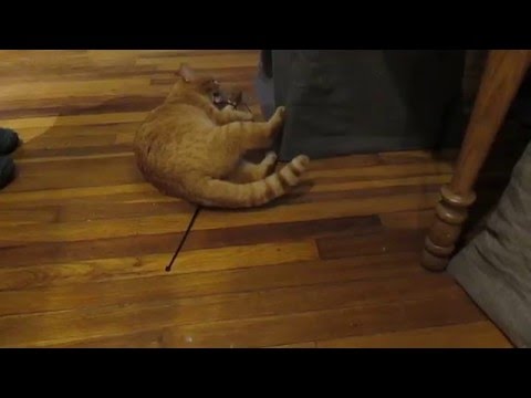 cat video! - fun with zipties