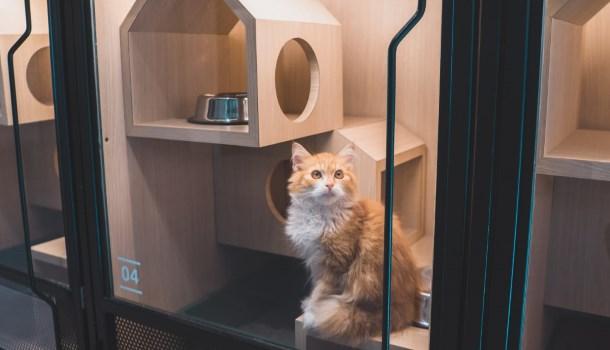 cat-deluxe07.jpg