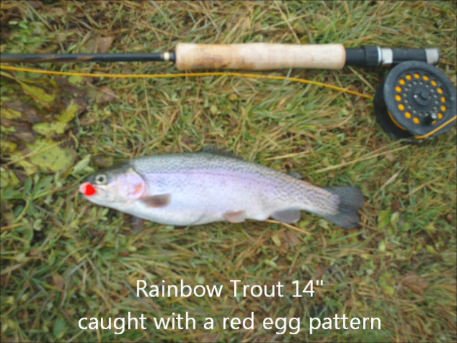 caught trout.png