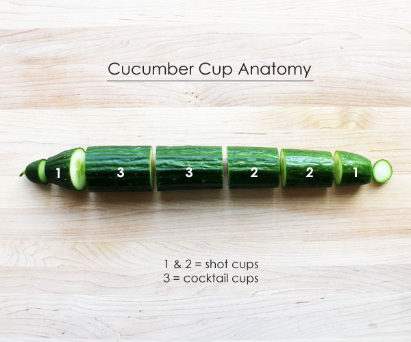 ccc-anatomy.jpg