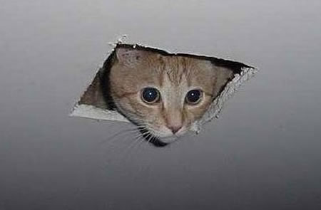 ceiling-cat-uncaptioned1[1].jpg