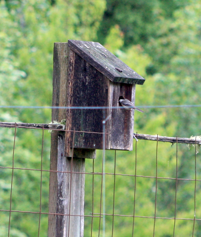 chickadee.jpg