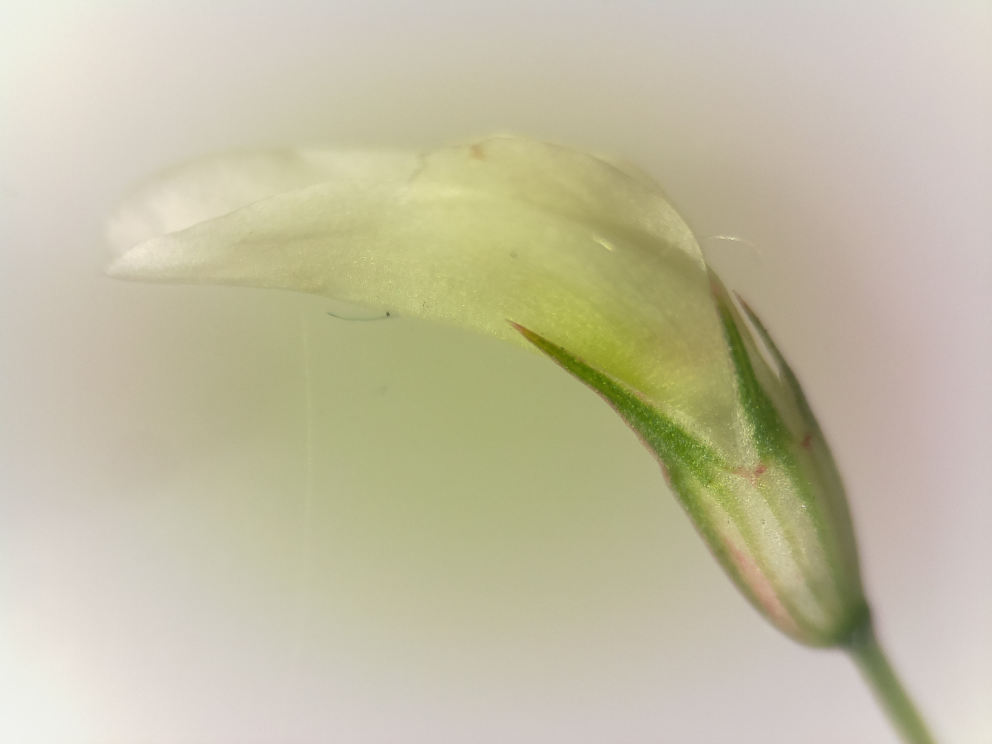 clover petal reflected light.jpg