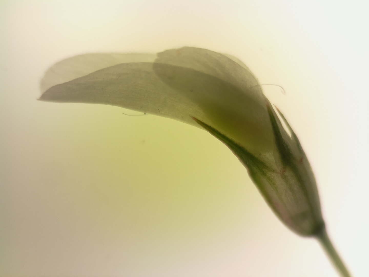 clover petal transillumination.jpg