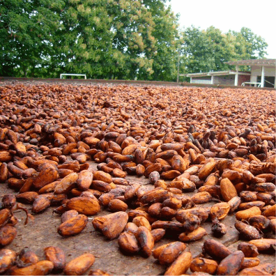 cocoa beans3.gif