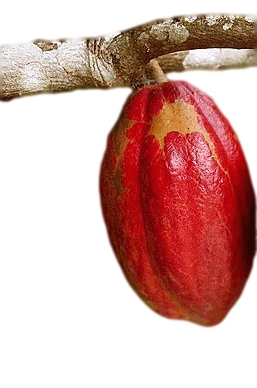 cocoa pod.jpeg