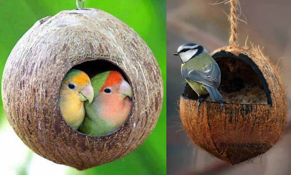 coconutbirdhouse.jpg