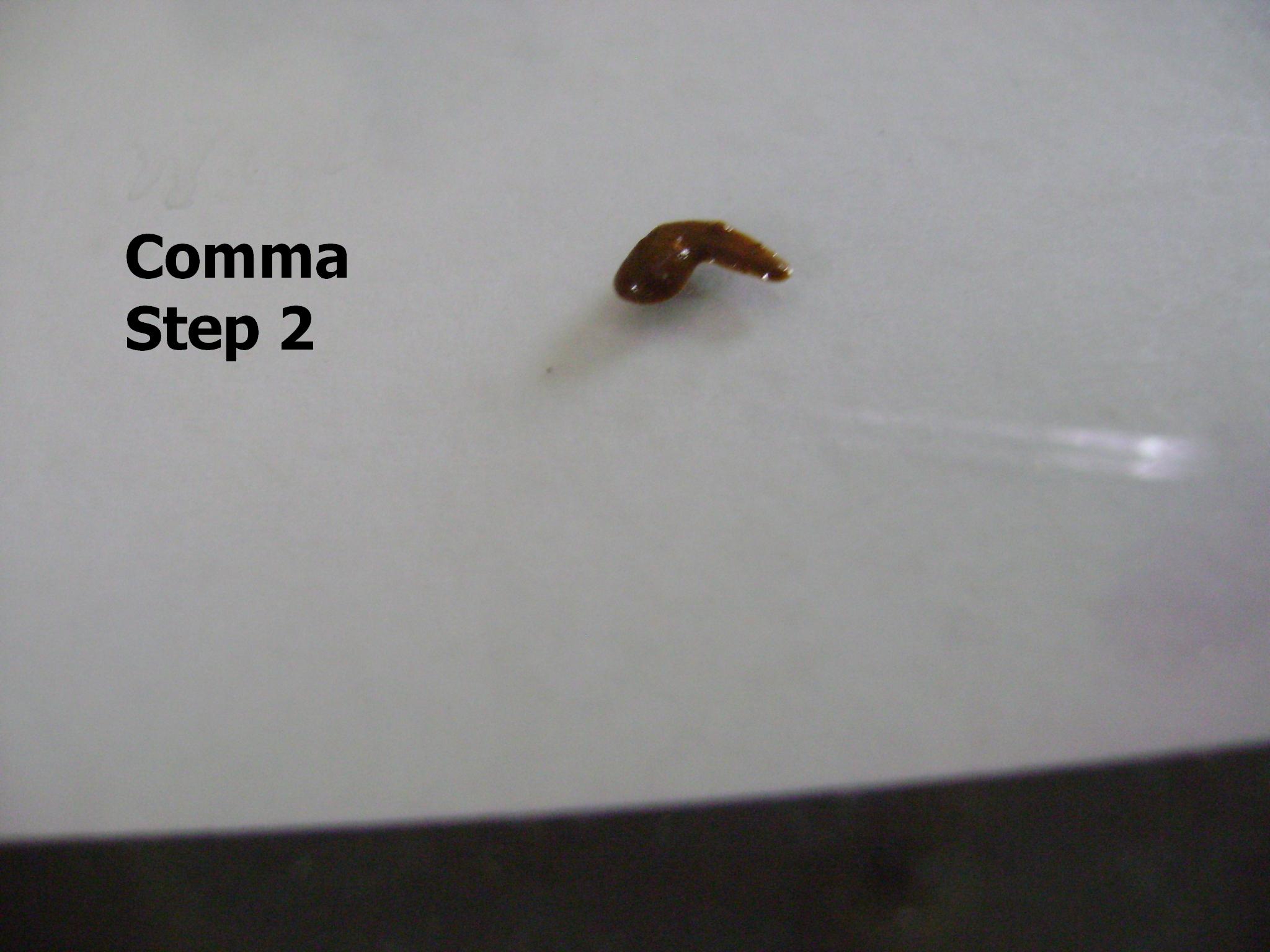 comma 2.JPG
