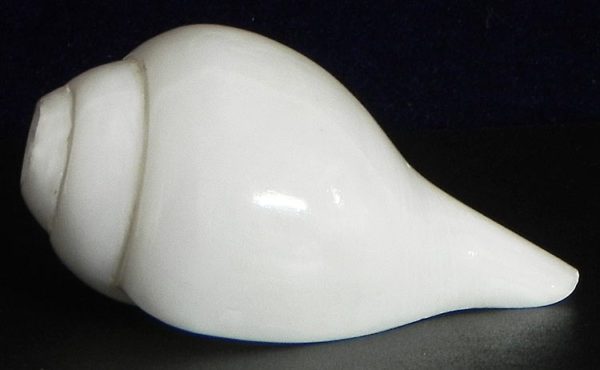 conch-white-600x370.jpg