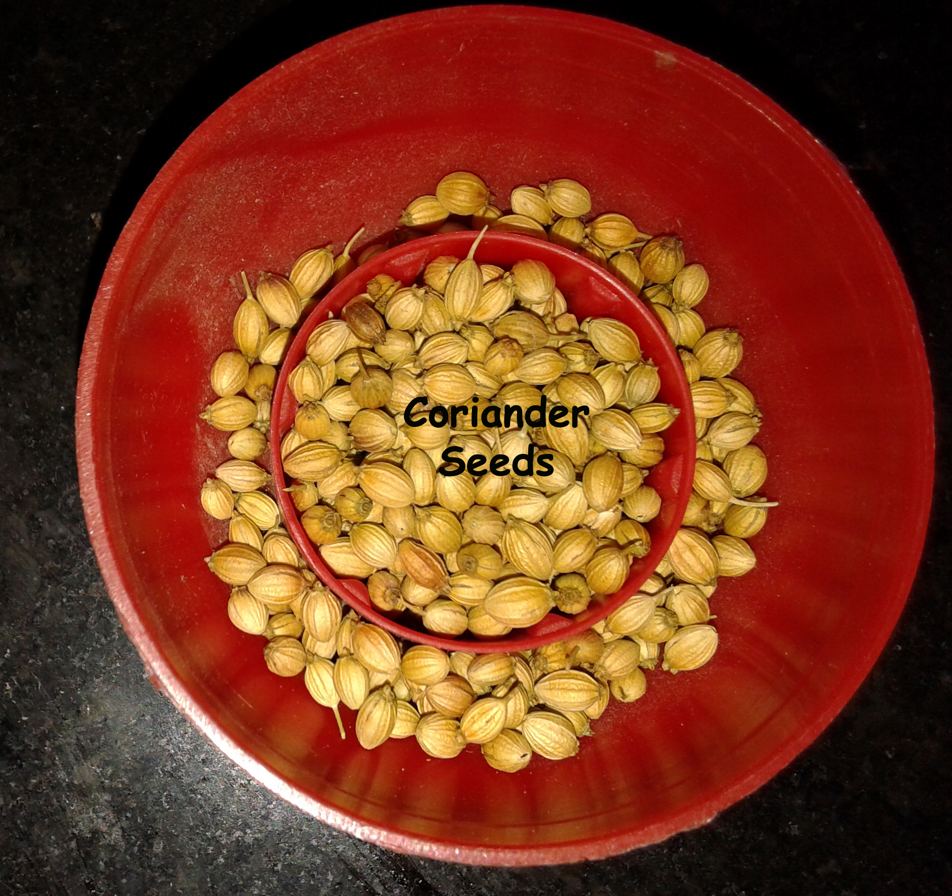 coriander.jpg