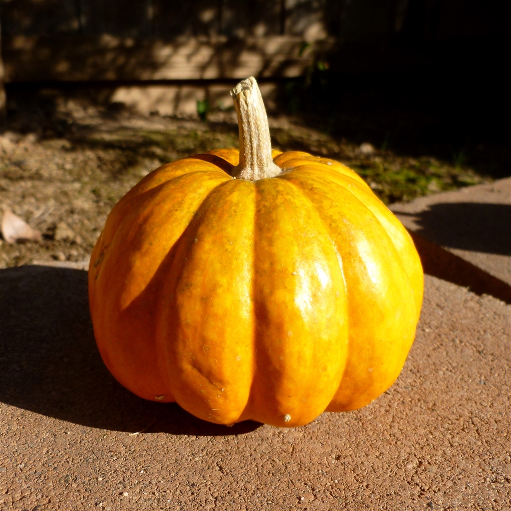 crayon-pumpkins_0003.jpg